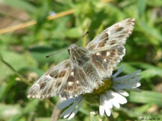 ark Zpzp (Carcharodus orientalis)