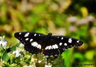 Akdeniz Hanmeli Kelebei (Limenitis reducta)