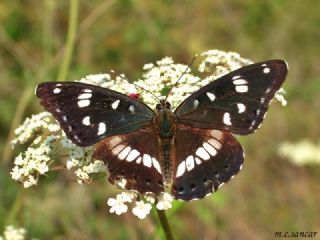 Akdeniz Hanmeli Kelebei (Limenitis reducta)