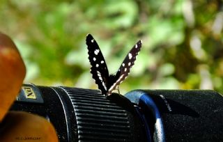 Akdeniz Hanmeli Kelebei (Limenitis reducta)