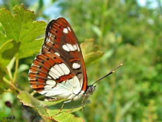 Akdeniz Hanmeli Kelebei (Limenitis reducta)