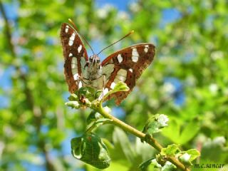Akdeniz Hanmeli Kelebei (Limenitis reducta)