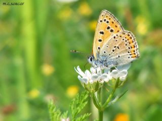 Kk Ate Gzeli (Lycaena thersamon)