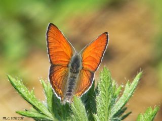 Kk Ate Gzeli (Lycaena thersamon)