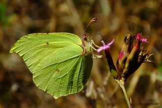 Orakkanat (Gonepteryx rhamni)