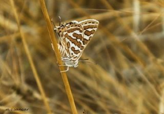 eytanck (Cigaritis acamas)