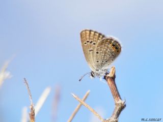 Mcevher Kelebei (Chilades trochylus)