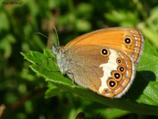 Funda Zpzp Perisi (Coenonympha arcania)