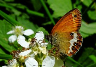 Funda Zpzp Perisi (Coenonympha arcania)