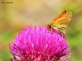 Sar Antenli Zpzp (Thymelicus sylvestris)