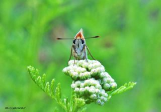 Sar Antenli Zpzp (Thymelicus sylvestris)