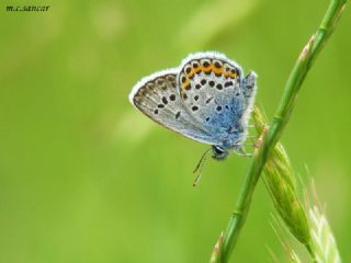 das Mavisi, Esmergz (Plebejus idas)