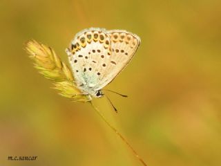 das Mavisi, Esmergz (Plebejus idas)