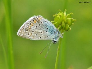 okgzl Amanda (Polyommatus amandus)