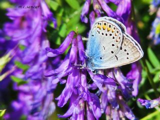 okgzl Amanda (Polyommatus amandus)