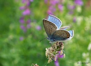 okgzl Amanda (Polyommatus amandus)