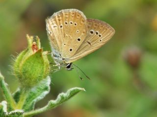 Anormal okgzl (Polyommatus admetus)