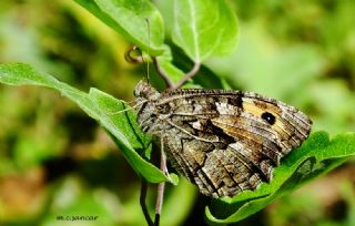 Anadolu Kzlmelei (Hipparchia pellucida)