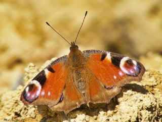 Tavus Kelebei (Inachis io)