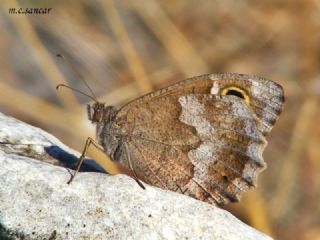 Aa Karamelei (Hipparchia statilinus)
