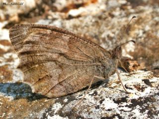 Aa Karamelei (Hipparchia statilinus)