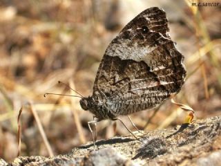 Byk Karamelek (Hipparchia syriaca)