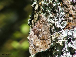 Byk Karamelek (Hipparchia syriaca)