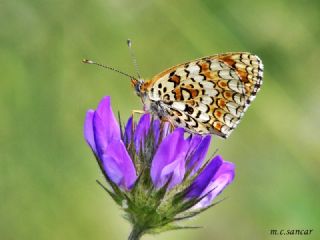 Benekli Byk parhan (Melitaea phoebe)