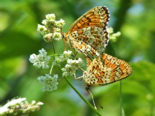 Benekli Byk parhan (Melitaea phoebe)