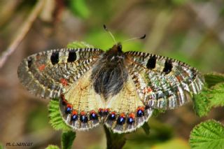 Yalanc Apollo (Archon apollinus)