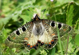 Yalanc Apollo (Archon apollinus)