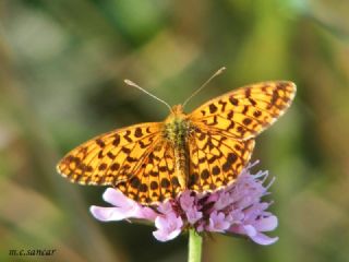 Morinci (Clossiana dia)