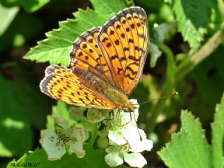 ift Noktal Brentis (Brenthis hecate)