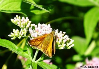 Orman Zpzp (Ochlodes sylvanus)