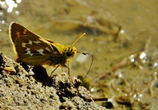 Gm Benekli Zpzp (Hesperia comma)