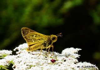 Gm Benekli Zpzp (Hesperia comma)