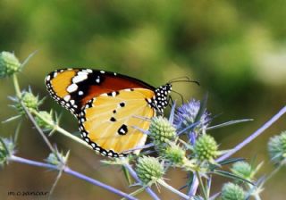 Sultan (Danaus chrysippus)