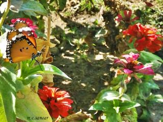 Sultan (Danaus chrysippus)