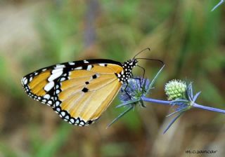 Sultan (Danaus chrysippus)