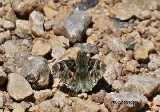 ark Zpzp (Carcharodus orientalis)