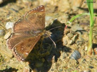 Pasl Zpzp (Erynnis tages)