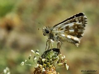 Gzel Zpzp (Pyrgus cinarae)