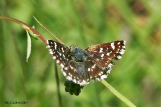 Kzl Zpzp (Spialia orbifer)