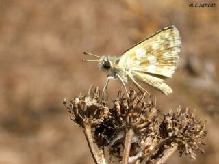 Kzl Zpzp (Spialia orbifer)