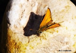 Sar Antenli Zpzp (Thymelicus sylvestris)