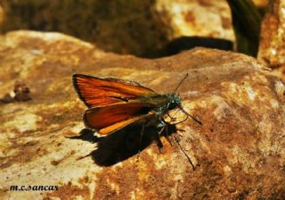 Sar Antenli Zpzp (Thymelicus sylvestris)