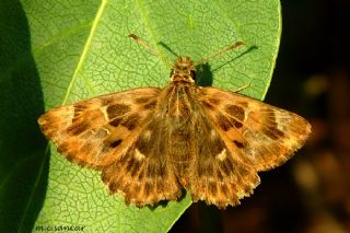 Hatmi Zpzp (Carcharodus alceae)