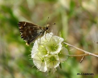 Hatmi Zpzp (Carcharodus alceae)