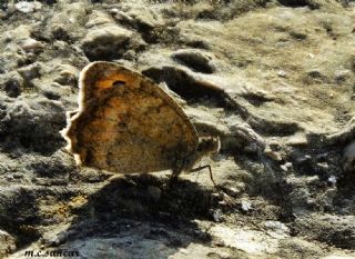 ? Tan�ms�z T�r&nbsp;(n/a&nbsp;NA)