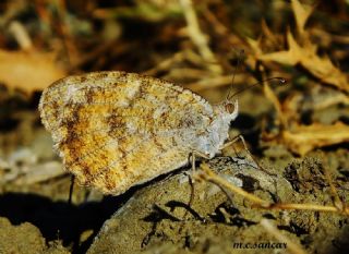 ? Tan�ms�z T�r&nbsp;(n/a&nbsp;NA)